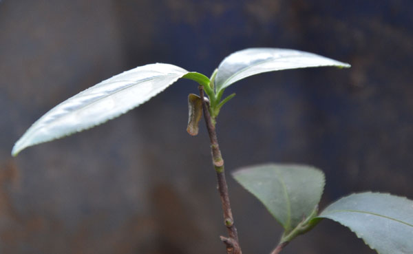 紫阳富硒茶