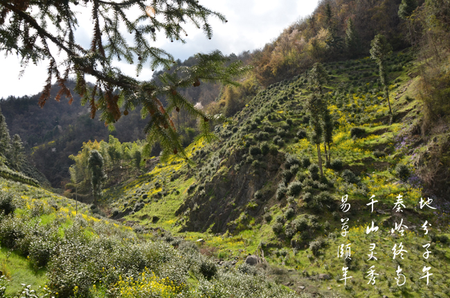 高山蒿坪毛尖