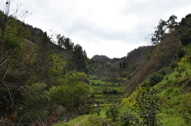 高山蒿坪毛尖