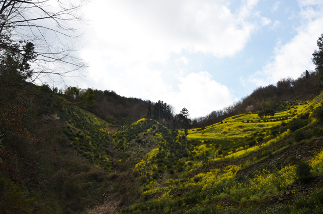 高山蒿坪毛尖